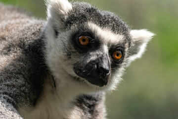 Obraz premium lémur