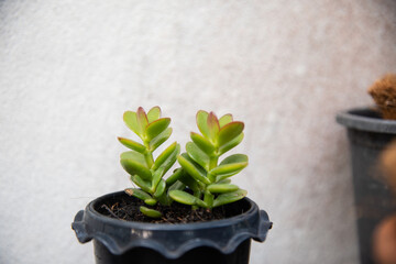 Blur green plants in nature.