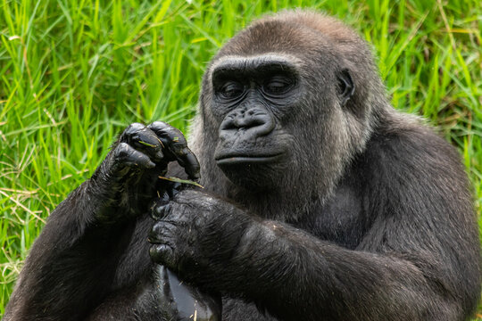 Gorila sosteniendo su pie con sus dos manos sobre césped verde