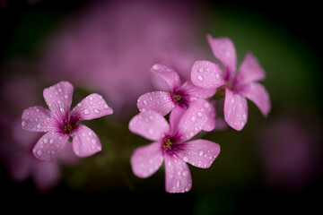 Fototapeta premium 花