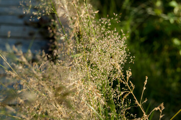 Straw