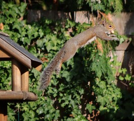 Obraz na płótnie Canvas Close-up Of Squirrel Jumping