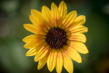 Fototapeta premium 花