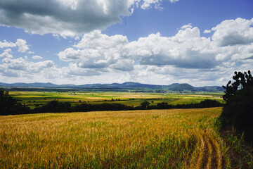 wheat field and sky