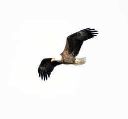 Bald Eagle flying against a white background in Missouri