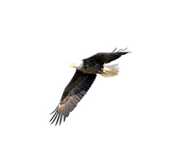 Bald eagle flying against a white background in the winter in Missouri