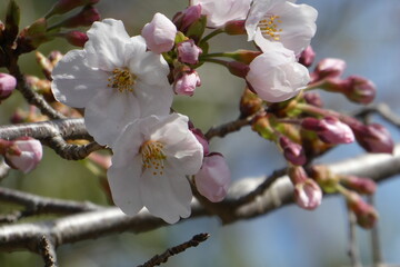 桜の花