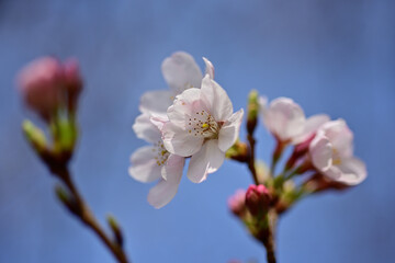 This year the cherry trees are blooming early