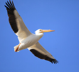 Fototapeta na wymiar Pelican Flying Against a Blue Sky in Illinois 
