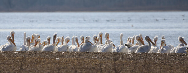Pelicans at Carlyle Lake in Illinois