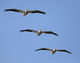 Pelicans at Carlyle Lake in Illinois