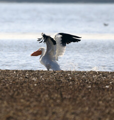 Pelicans at Carlyle Lake in Illinois