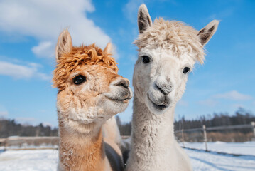 Two lovely alpacas in winter. South American camelid. - 421937604