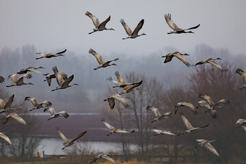 Sandhill Cranes in flight at the Goose Pond Fish and Wildlife Area in Indiana