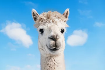 Foto op Plexiglas Lama Portret van grappige lachende alpaca op de achtergrond van blauwe lucht. Zuid-Amerikaanse kameelachtige.
