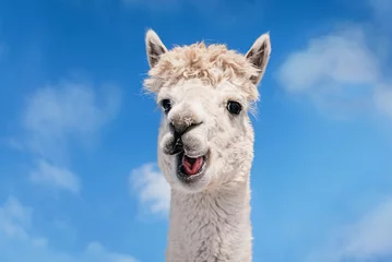 Fototapete Lama Funny white smiling alpaca on the background of blue sky. South American camelid.
