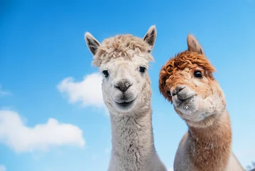 Foto op Plexiglas Lama Portret van twee alpaca& 39 s op de achtergrond van blauwe lucht. Zuid-Amerikaanse kameelachtige.