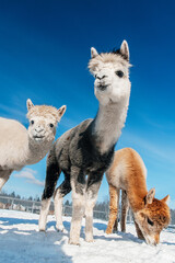 Group of alpacas in winter. South American camelid.