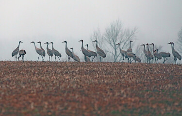 Sandhill Cranes in Cornfields in Indiana.  Goose Pond Fish and Wildlife Area