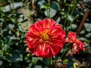 Dahlia is a genus of bushy, tuberous, herbaceous perennial plants native to Mexico and Central America.