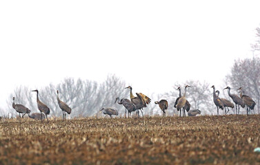 Sandhill Cranes during the spring migration at Goose Pond Fish and Wildlife Area, Indiana