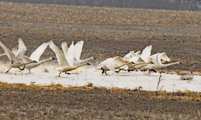 Sandhill Cranes in flight at the Goose Pond Fish and Wildlife Area in Indiana