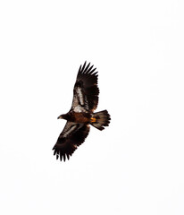 Young bald eagle flying against a white bachground, Missouri, Winter.