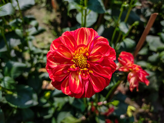 Dahlia is a genus of bushy, tuberous, herbaceous perennial plants native to Mexico and Central America.