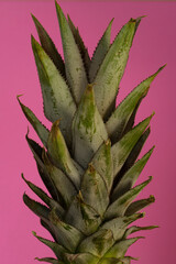 Fototapeta premium pineapple crown