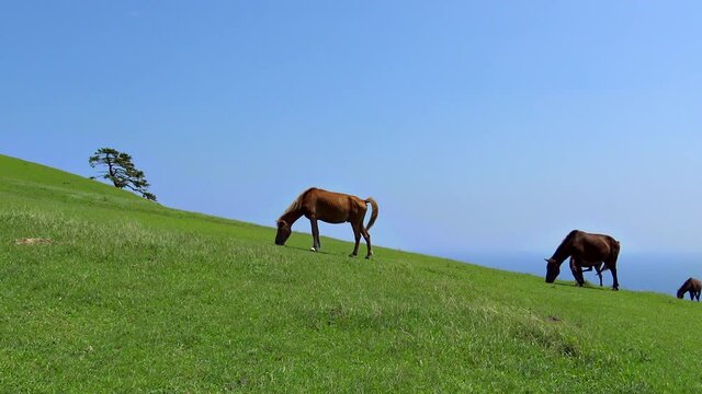 都井岬の野生馬（御崎馬）は野生化した貴重な存在として野生馬の中では唯一国の天然記念物に指定されている