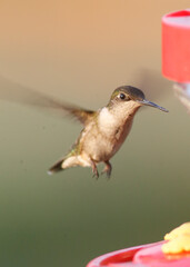 Hummingbird 1
