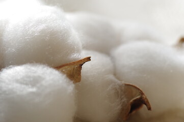 綿（天然コットン、綿花、真綿、コットン）