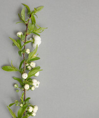 Flat lay composition of the beautiful blooming tree branch with white flowers on gray background. Copy text for a menu, reception, party poster, or wedding invitation.