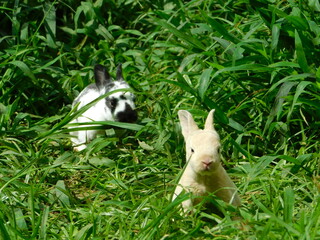 Conejos y naturaleza Rabbits Rabbit bunny natural animals Rex