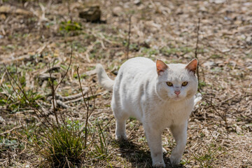 White outdoor posing for photo