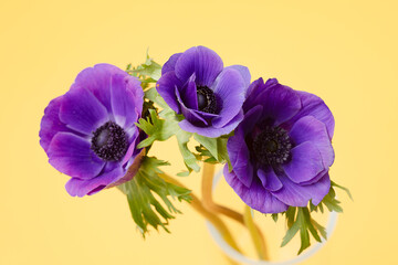 Obraz premium Ultra Violet Anemone Flower on the yellow background