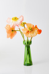 big fresh decorative multicolor orange, red, yellow poppies in a vase on white background