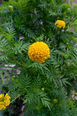 Marigold flowers are often planted in the yard as an ornamental plant. (focus on foreground)
