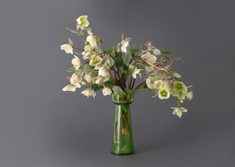 lenten flowers on the gray background in a vase