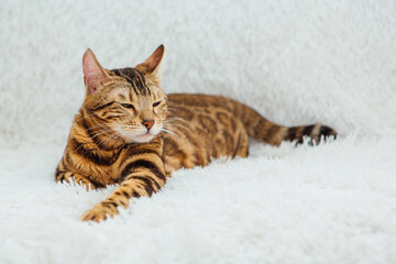 Bengal kitty cat laying on the white fury blanket