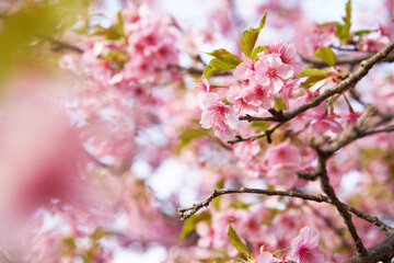Kawazu cherry blossoms in full bloom
