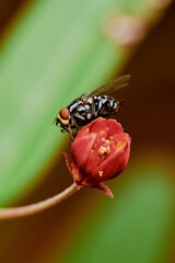 fly resting on a flower 02