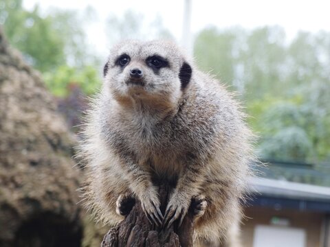 Close-up Portrait Of Meerkat L In Zoo