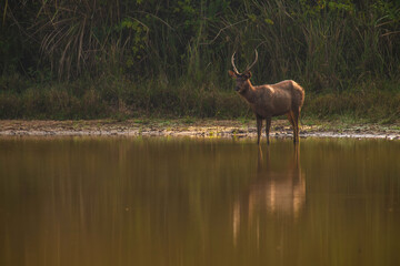 Deer standing in the water in the morning