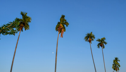 Fototapeta premium Coconut trees row view during moon set in village at the feet of Mount Rinjani, Lombok, Indonesia.