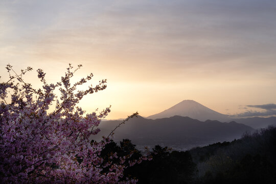 Kawazu cherry blossoms and Ashigara plain, Hakone, Mt. Fuji that received the soft light of the evening