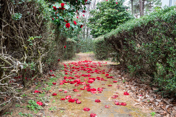 落ちた椿の花が積もる道