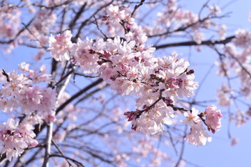 sakura 2021