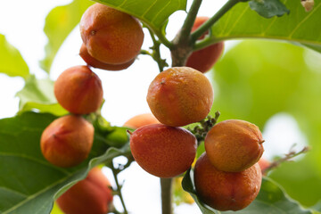 Bunchosia armeniaca fruit called caferana in Brazil. Selective focus.