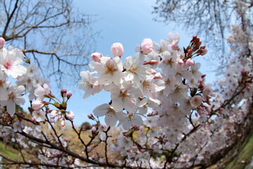 This year the cherry trees are blooming early